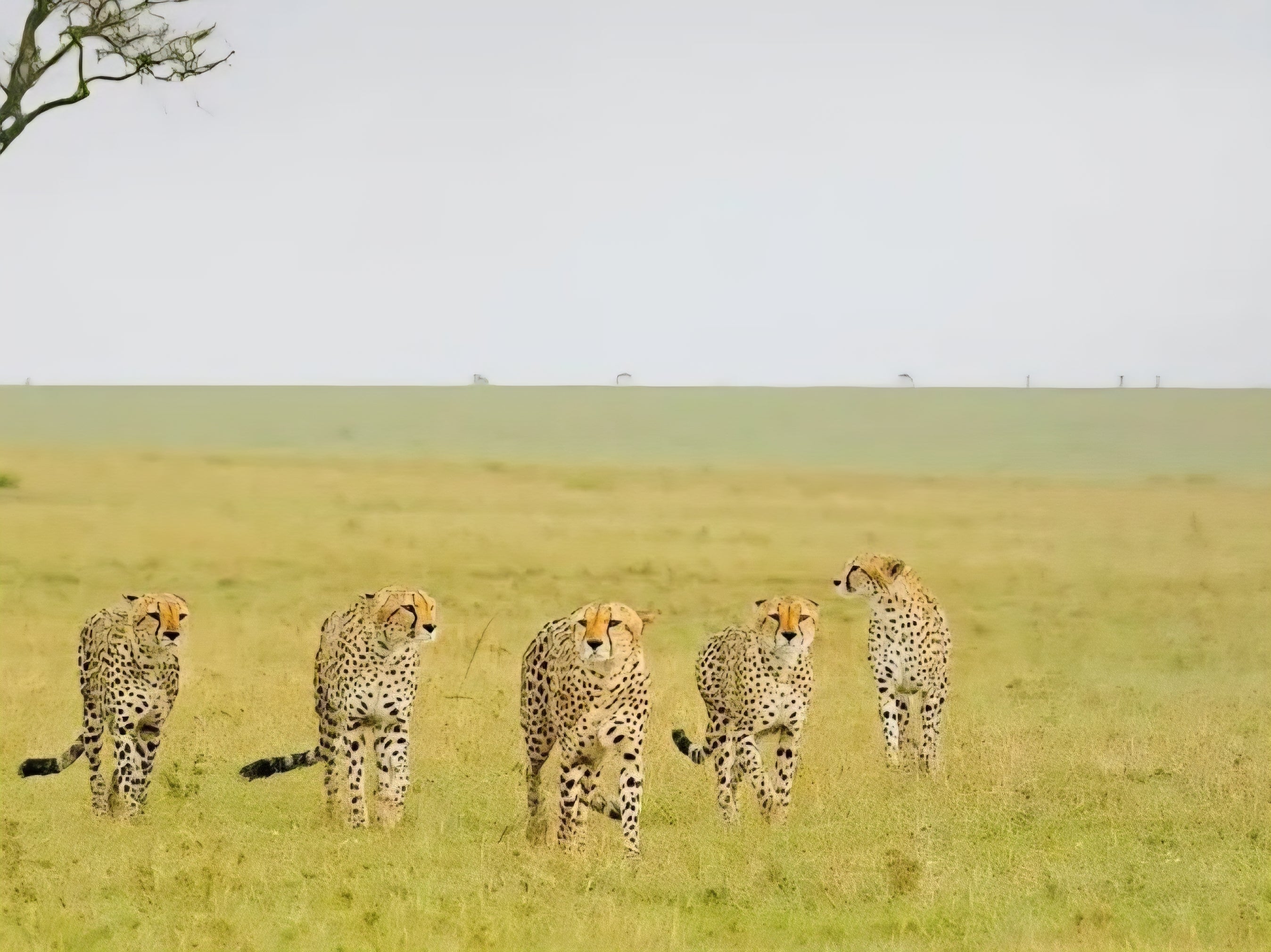 6-Day Luxury Safari to Lake Naivasha, Ol Pejeta, and Masai Mara from Nairobi