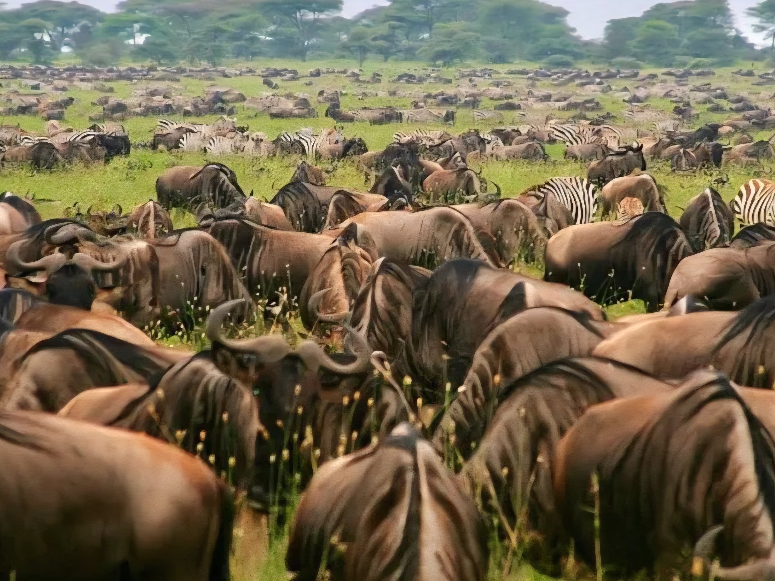 5-Day Luxury Safari - Kenya Wildebeest Migration