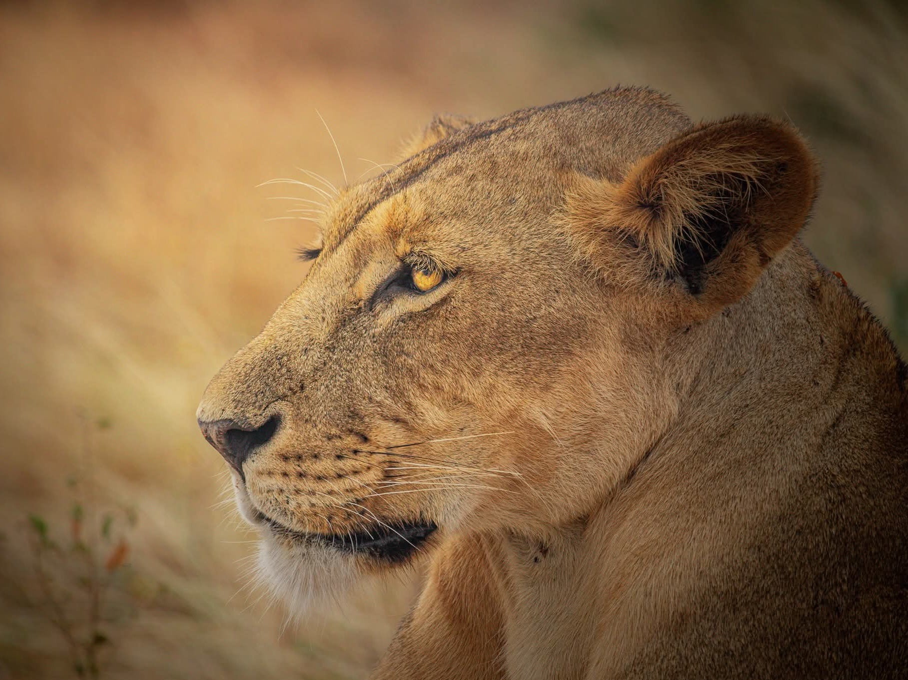 7-Day Wildlife Safari in Kenya's National Parks from Nairobi