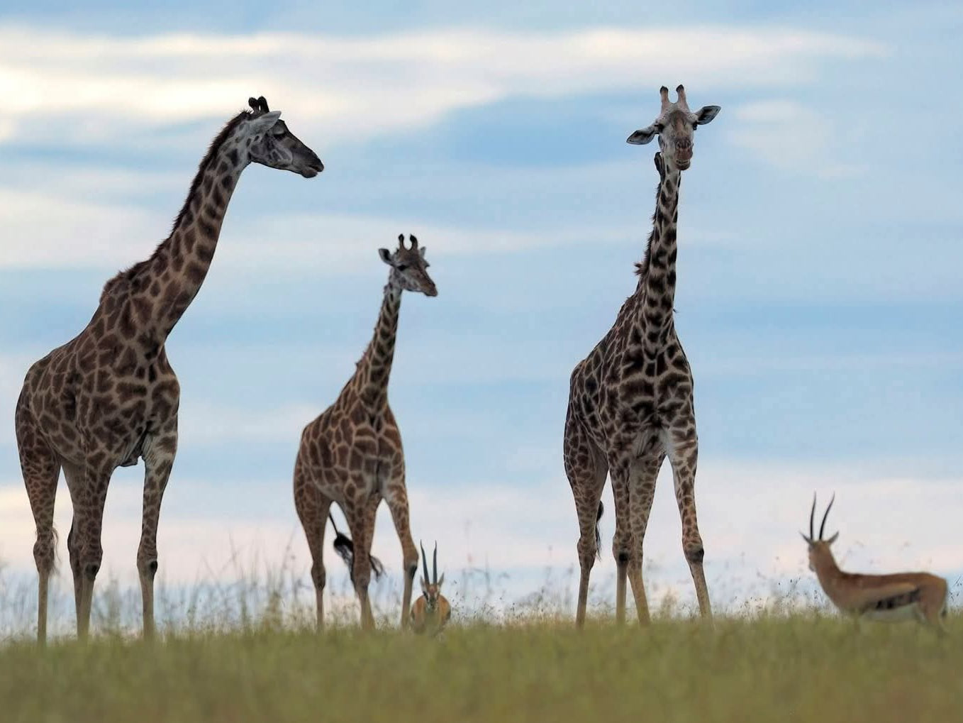 7-Day Tour of Amboseli National Park, Lake Naivasha, & Masai Mara
